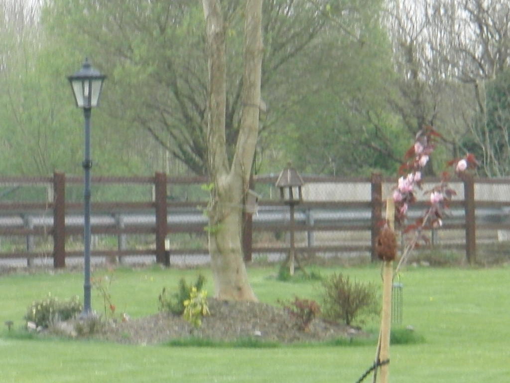 Woodlands House Bed & Breakfast Farranfore Eksteriør bilde